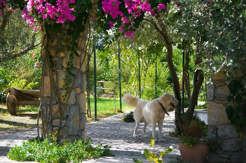 Olive Farm Of Datca Guesthouse (Adults Only) Zewnętrze zdjęcie
